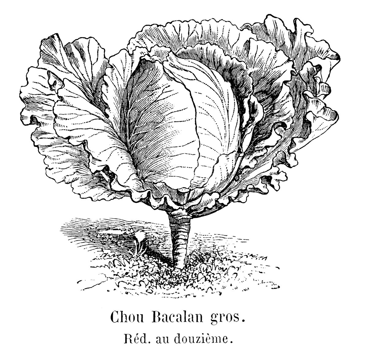 Gravure ancienne d'un gros chou cabus pommé sur son pied, planche de plantes potagères de 1904
