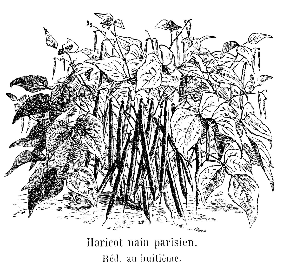 Gravure ancienne d'un pied de haricot nain chargé de longues gousses, planche de plantes potagères de 1904