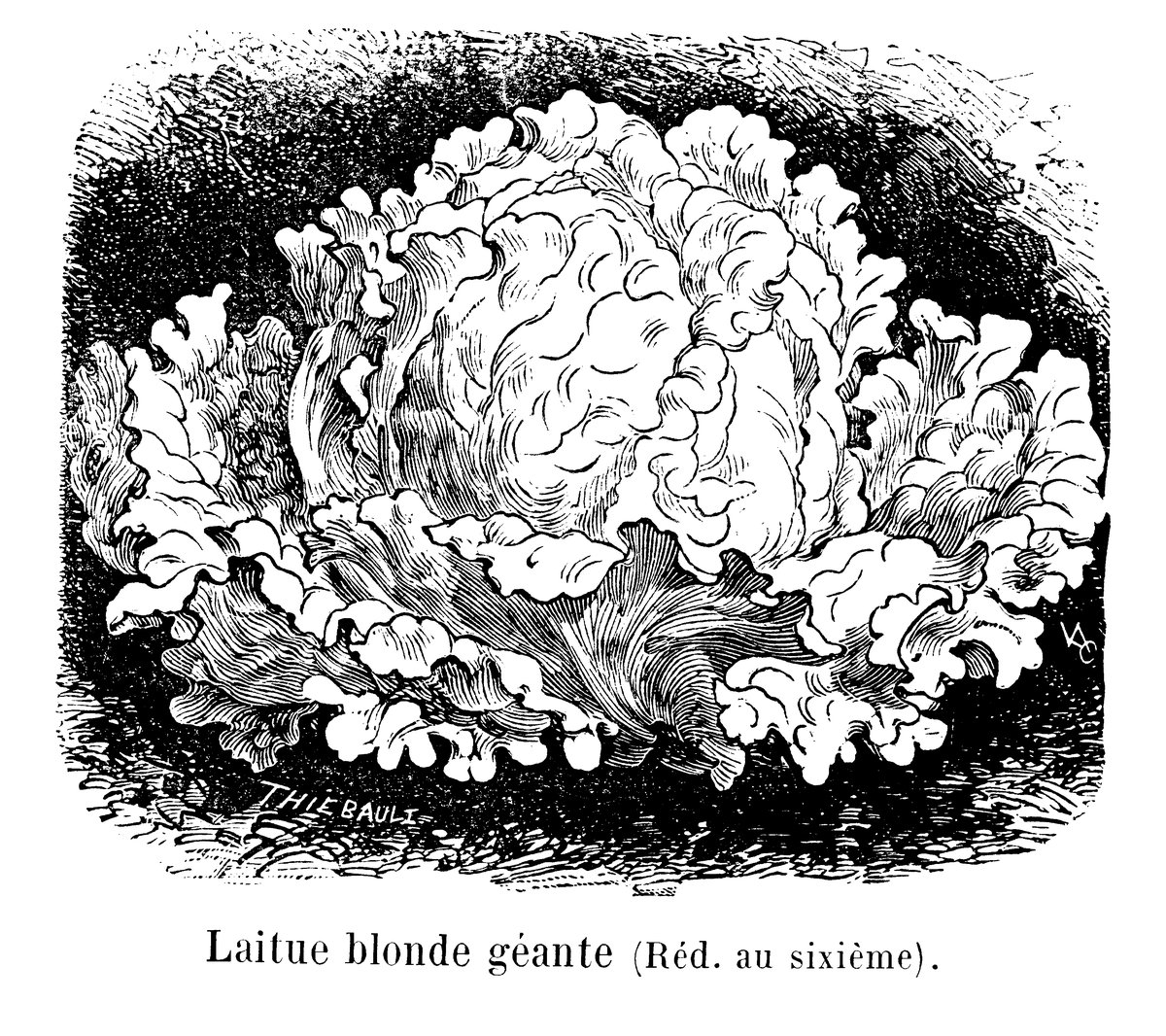 Gravure ancienne d'une grosse laitue pommée frisée, planche d'un catalogue de plantes potagères de 1904